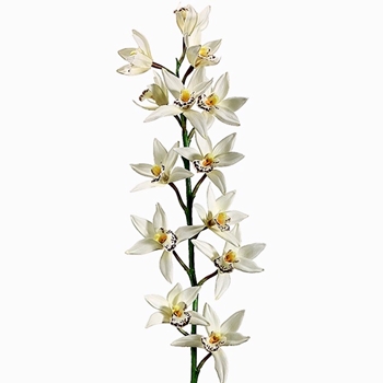 Orchid - Cymbidium Cream 38IN - FSO010-CR