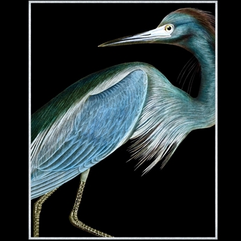 41W/51H Framed Giclee Matte Canvas - Stately Heron 1 - Thom Filicia