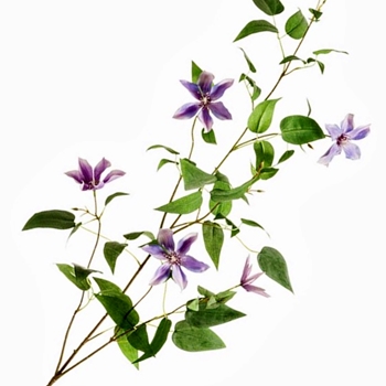 Clematis - Vine Spray Violet 58in - FSC244-PU