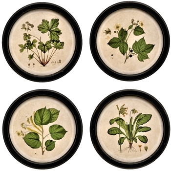 14W/14H Framed Print - Botanicals Round - Sold Individually