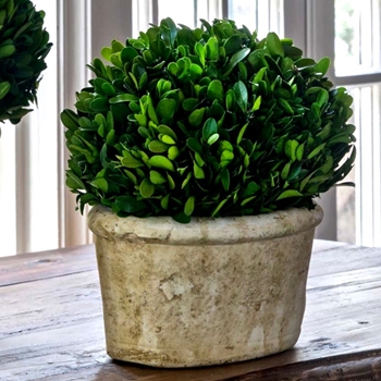 Boxwood Preserved - Topiary Oval SMALL 11x8