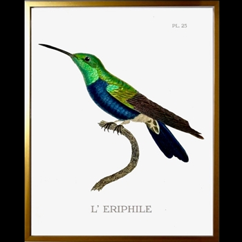 10W/12H Framed Glass Print Hummingbird #25 Left