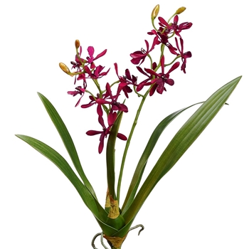 Orchid - Cattleya Plant Fuchsia 16IN - HSO926-BU