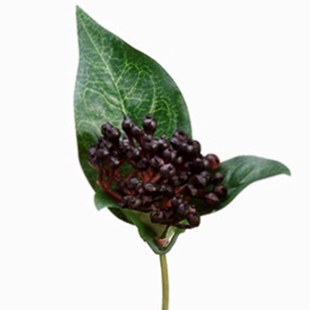 Berry - Pick Viburnum Burgundy 8In - ZGS104-BK