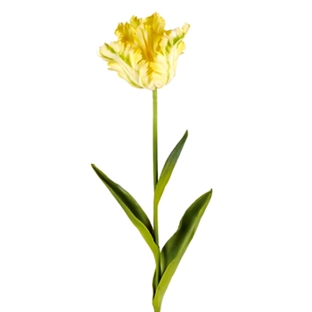 Tulip - Parrot White/Yellow 22in - CC327YL