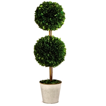 Boxwood Preserved - Topiary 2Ball 7W/20H