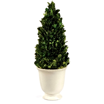 Boxwood Preserved - Topiary Cone 6W/17H