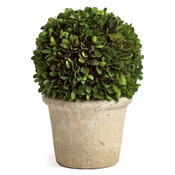 Boxwood Preserved - Topiary Ball Pot 8W/12H