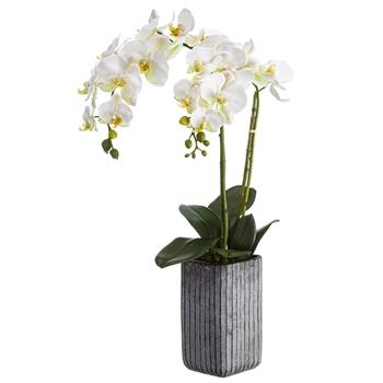 Orchid - Phalaenopsis White Striped Pot 28IN - LFO819-WH