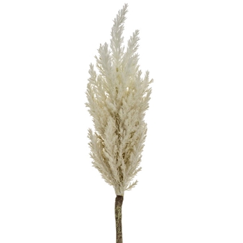 Pampas Grass - Flower Ivory 33in - FSG332-IV