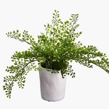 Fern - Maiden Hair Plant White Pot 10in - LQF231-GR