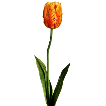 Tulip - Parrot Saffron/Tangerine 25in - FST718-OR/YE