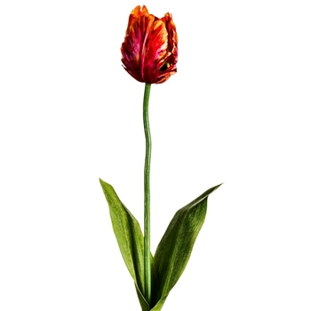 Tulip - Parrot Saffron/Fuchsia 25in - FST718-RE/OR
