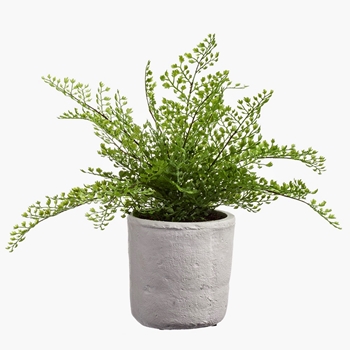 Chintz & Company - Decorative Furnishings - Fern - Maiden Hair Plant White  Pot 13in - LQF232-GR