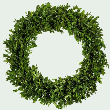 Boxwood Preserved - Wreath 22in