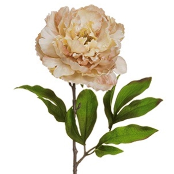 Peony - Bloom Parchment 29in - FSP483-BE