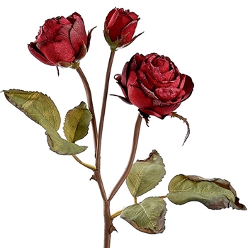 Rose - Bud Cutting Vintage Dried 3 Head Burgundy 21in - FSR527-BU
