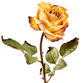 Rose - Bloom Vintage Dried Ochre 21in - FSR526-BO