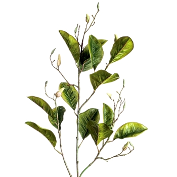 Magnolia - Leaf Bud Branch 45in - ZGB934-GR