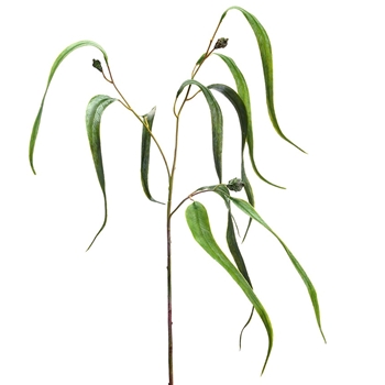 Eucalyptus - Seeded Long Leaf Sage Green 32in - PSE332-GR