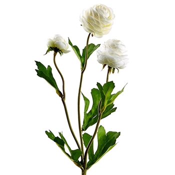 Ranunculus - Cream Mini Cutting 16in - FSR319-CR