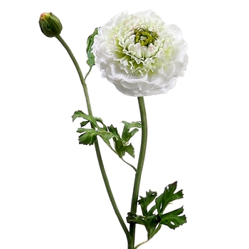 Ranunculus - Heritage 21in White/Green - HSR608-CR/GR