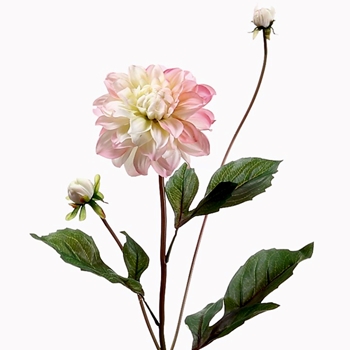 Dahlia - Petal Pink Cream 26in 2Bud - HSD613-PK/CR