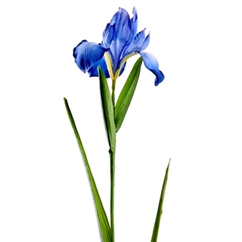Iris - Dutch 30in Azure Blue - FSI509-HE