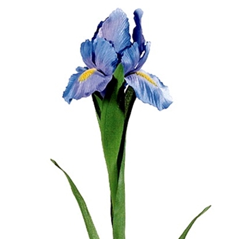Iris Brussels - Lavender Blue 28in - GTI901-LV/BL