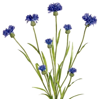 Cornflower - Cobalt Blue Dark 8 FLW 26in - GTC618-BL/DL