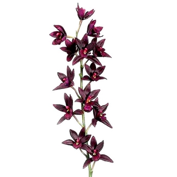 Orchid - Cymbidium Burgundy  38IN - FSO010-PL