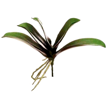Orchid - Leaf Plant Phalaenopsis  5L 9in Burgundy - HSL260-GR/BU