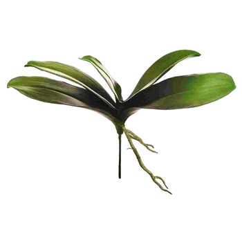 Orchid - Leaf Plant Phalaenopsis  5L 13in Burgundy - HSL261-GR/BU