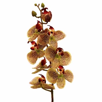 Orchid - Phalaenopsis Rust Green Burgundy 29in - FSO845-GR/BU