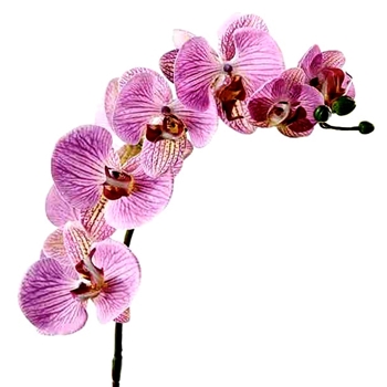 Orchid - Phalaenopsis Fuchsia Burgundy 30in - FSO173-PU/TT