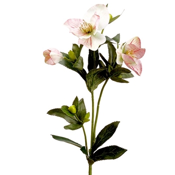 Helleborus - White Petal Pink 25in - FSH305-PK/GR