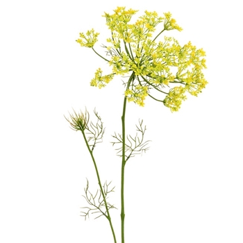 Blossom - Dill Weed Yellow 38in FSD403-YE