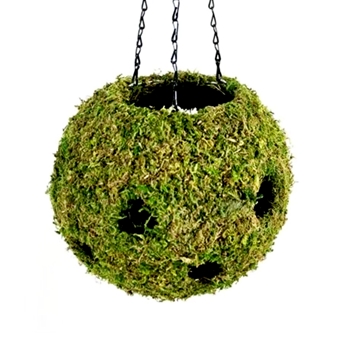 Preserved Moss Globe Planter Hanging - 10in Indoor & Outdoor