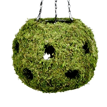 Preserved Moss Globe Planter Hanging - 12in Indoor & Outdoor