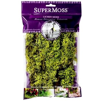 Moss Preserved - Lichen Chartreuse 4OZ