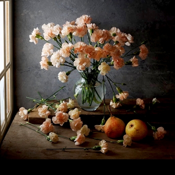 Ala_Pneuma Carnations