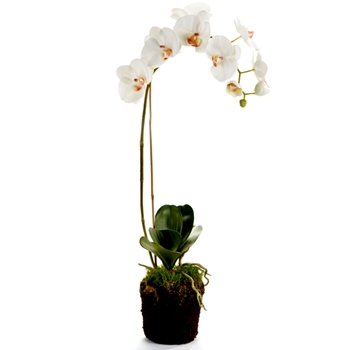 Orchid - Phalaenopsis White Drop-In 26H - Root Ball 5x6in