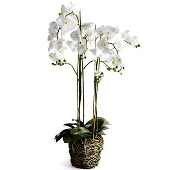 Orchid - Phalaenopsis White Drop-In 44H - Root Ball 9x8in