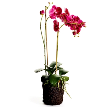 Orchid - Phalaenopsis Drop-In Fuchsia 29H - CC339 - Root Ball 6x6in