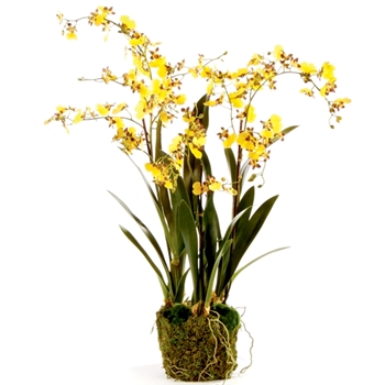Orchid - Dancing Drop-In Yellow 32IN - DI1239 - Root Ball 6.5x6.5in