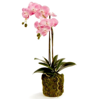 Orchid - Phalaenopsis Drop-In Pink 23H - DI1201P - Root Ball 8x5in