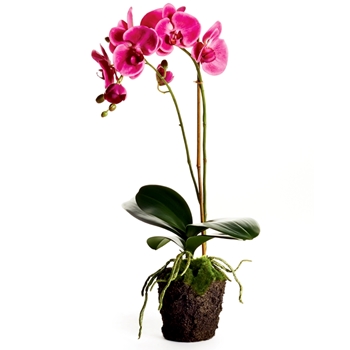 Orchid - Phalaenopsis Drop-In Fuchsia 23H - CC338 - Root Ball 5x5in