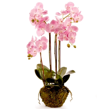 Orchid - Phalaenopsis Drop-In Pink 33H - DI1202P - Root Ball 6x5in