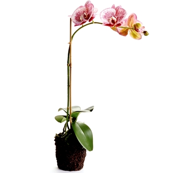 Orchid - Phalaenopsis Drop-In Pink Dappled 21H - CC341 - Root Ball 4x4in