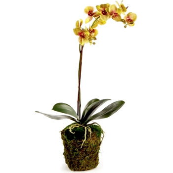 Orchid - Phalaenopsis Drop-In Ochre Burgundy 26H - DI1259 - Root Ball 7x6in
